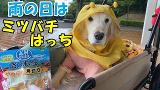 【ミツバチはっち】雨の日のお散歩を楽しみました。