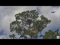 NEFL Eagle Cam - Legacy Soars Free (and shows off for Mom)