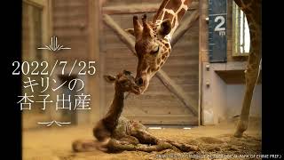 2022年7月25日キリンの杏子出産【愛媛県立とべ動物園】