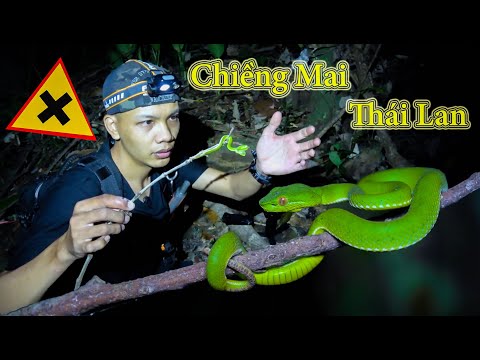 Video Sang CHIỀNG MAI - THÁI LAN Soi Rắn | Trải Nghiệm Thiên... - youtube