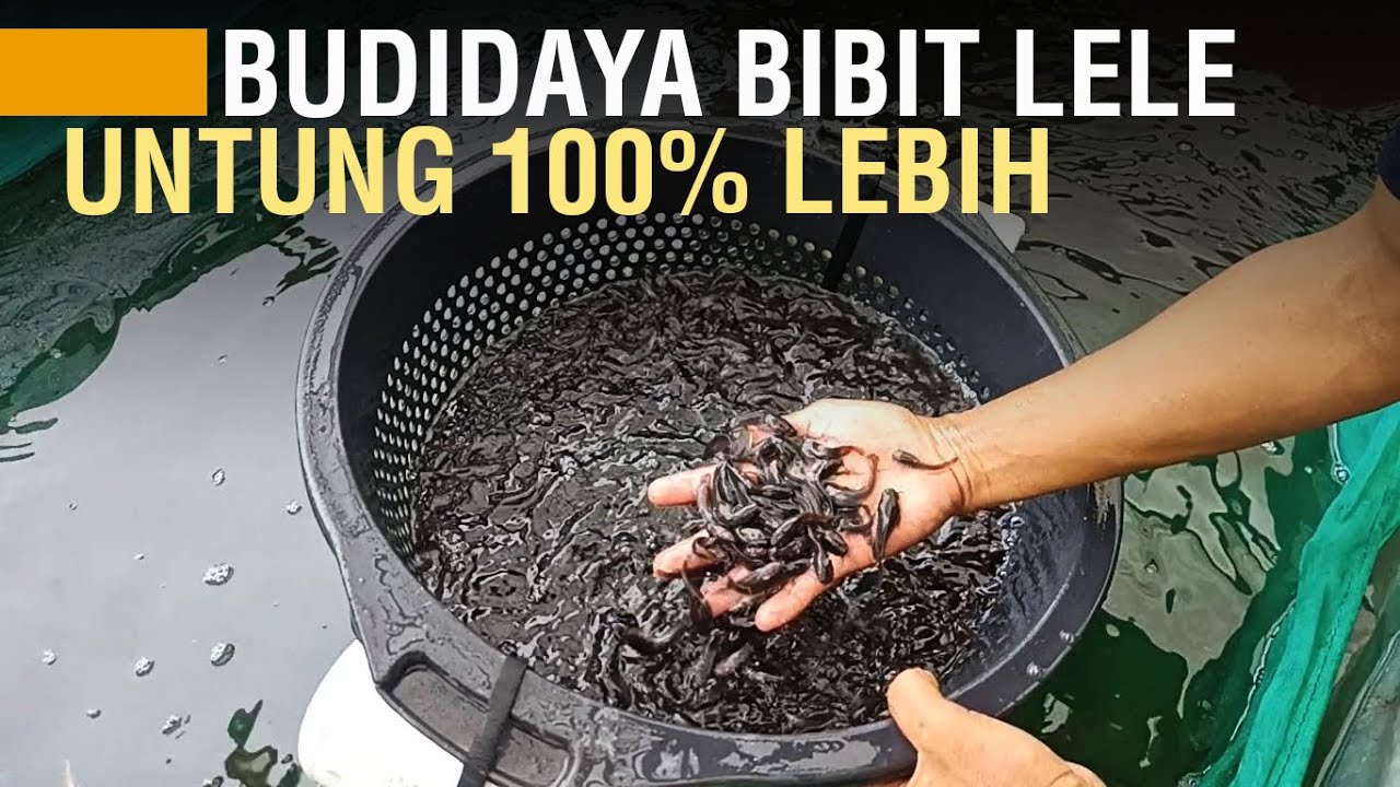 BUDIDAYA BIBIT LELE, PASAR TERBUKA LEBAR BISA UNTUNG 100% LEBIH