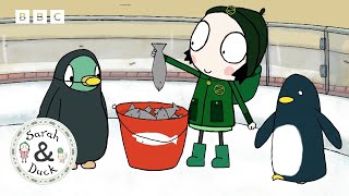 Sarah, Duck And The Penguins Full Episode Sarah And Duck Official