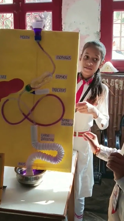 Human digestive system @3DSimulation7 https://youtu.be/LdqSGEog664