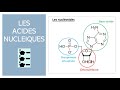 Les biomolcules