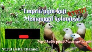 Suara pikat burung emprit/Pipit kaji memanggil koloni