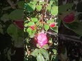 #солнечные игры#греются цветы