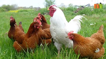 Animal sounds | animals for kid | âm thanh động vật | các loài động vật nông trại (phần 1)