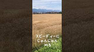 小麦刈り取りスタート✨