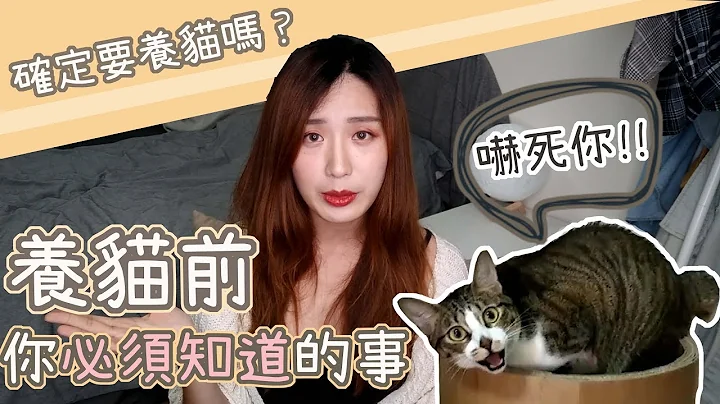 确定要养猫吗？养猫前你该知道的事！说出来吓死你！ - 天天要闻