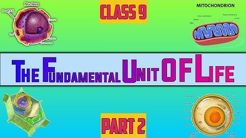 Class 9| Biology (fundamental unit of life) part 2(Plasma membrane,Diffusion,osmosis)