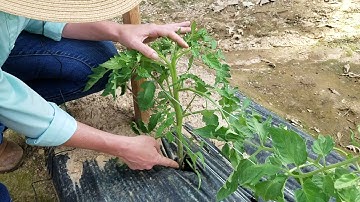 How to Prune Indeterminate Tomato to a Single Leader Stem