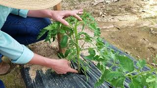 How to Prune Indeterminate Tomato to a Single Leader Stem
