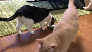 ♂猫だいずのブシ節を狙う♀猫こむぎ またゴム 検索動画15 ♂猫だいずのブシ節を狙う♀猫こむぎ またゴム 検索動画 15