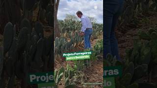 Projeto Forrageiras para o semiárido 🌱