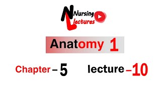 Anatomy 1 \ Chapter 5 part 4