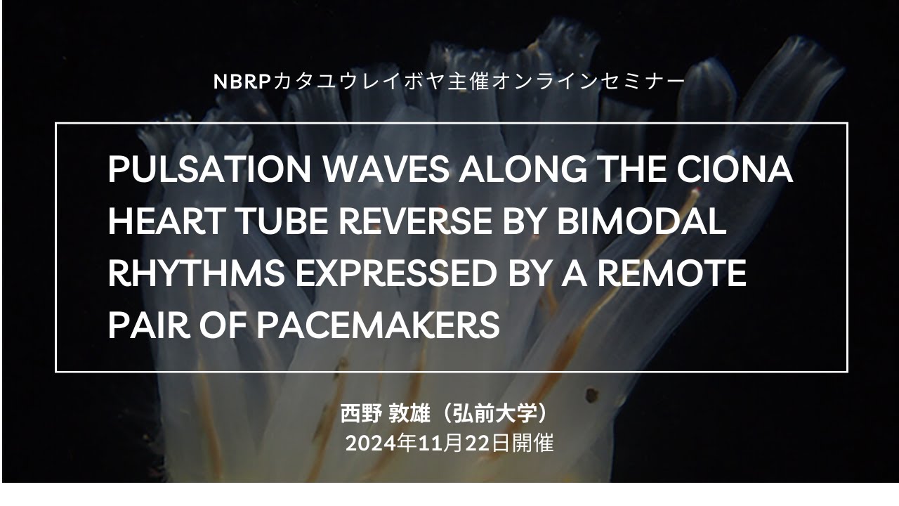 NBRPカタユウレイボヤ論文オンラインセミナー2024年11月：著者