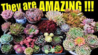 Unboxing My Most Colorful Plant Haul From Greenland Gardens