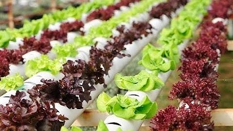 Hydroponic nft system part 4