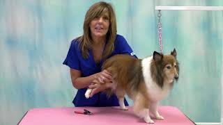 Dog Grooming Handling Tips & Safety Seminar Trailer