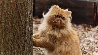 Kot Perski Intrygująca Stara Rasa. Poznaj Jej Opis I Potrzeby