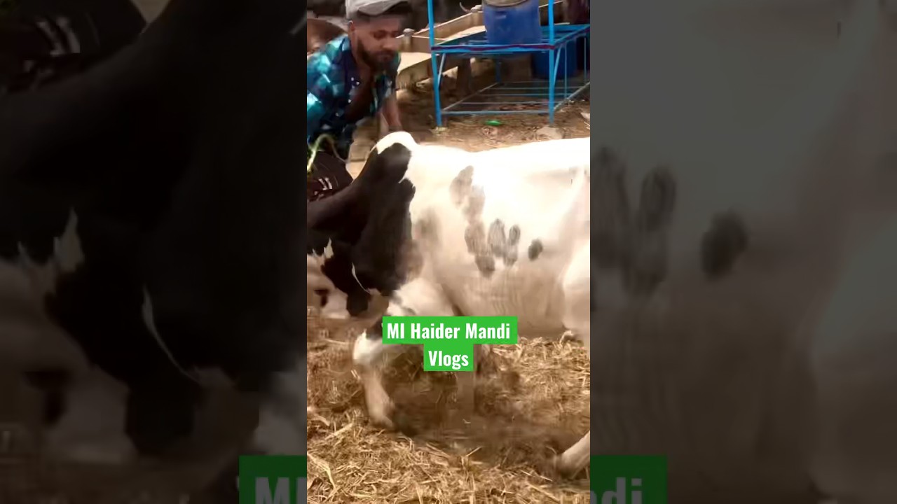 Dangerous Cow Attack In man | 