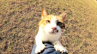 人懐っこい三毛猫が「ひざに乗せてよ〜」と後を追いかけてきた