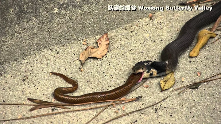 中华眼镜蛇(饭铲头)吐蛇 Chinese Cobra - 天天要闻