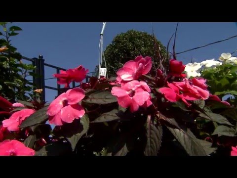 Video: Sunpatiens Plant Care - Menanam Tanaman Sunpatiens Di Taman