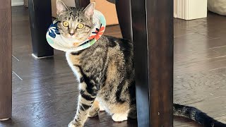 Лучший способ предотвратить появление блох, ушных клещей и глистов у кошек | Полное руководство п... screenshot 3