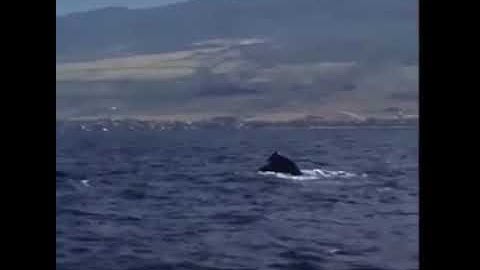 "Yes Whale!" -TaylorSwift