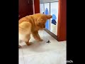 ワンちゃん日常#ワンちゃんの甘い遊び😍❤️🤣👍👍優しい