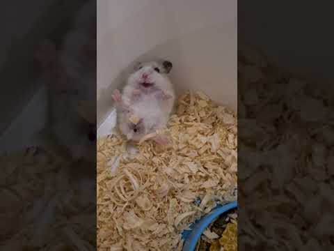 джунгарик кричит/ pet/angry hamster/ сломался/ Джунгарский хомячок/ опять кричит/ Hamster.