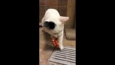 Petstages Catnip Plaque Away Pretzel