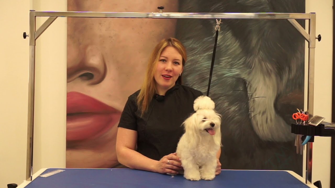 Груминг мальтийской болонки (мальтезе) - YouTube