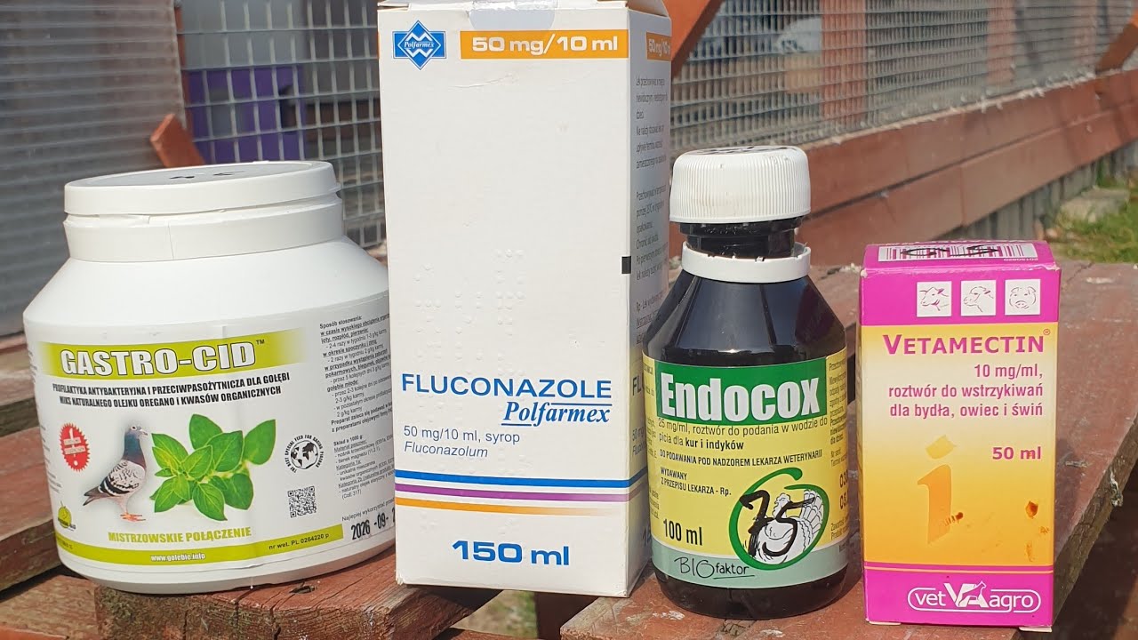 Gołebie Pocztowe - Kokcydioza , Grzybica , Robaki 🕊 Jak zapobiegam ? Jak leczę? Oto jest odpowiedź 🙂