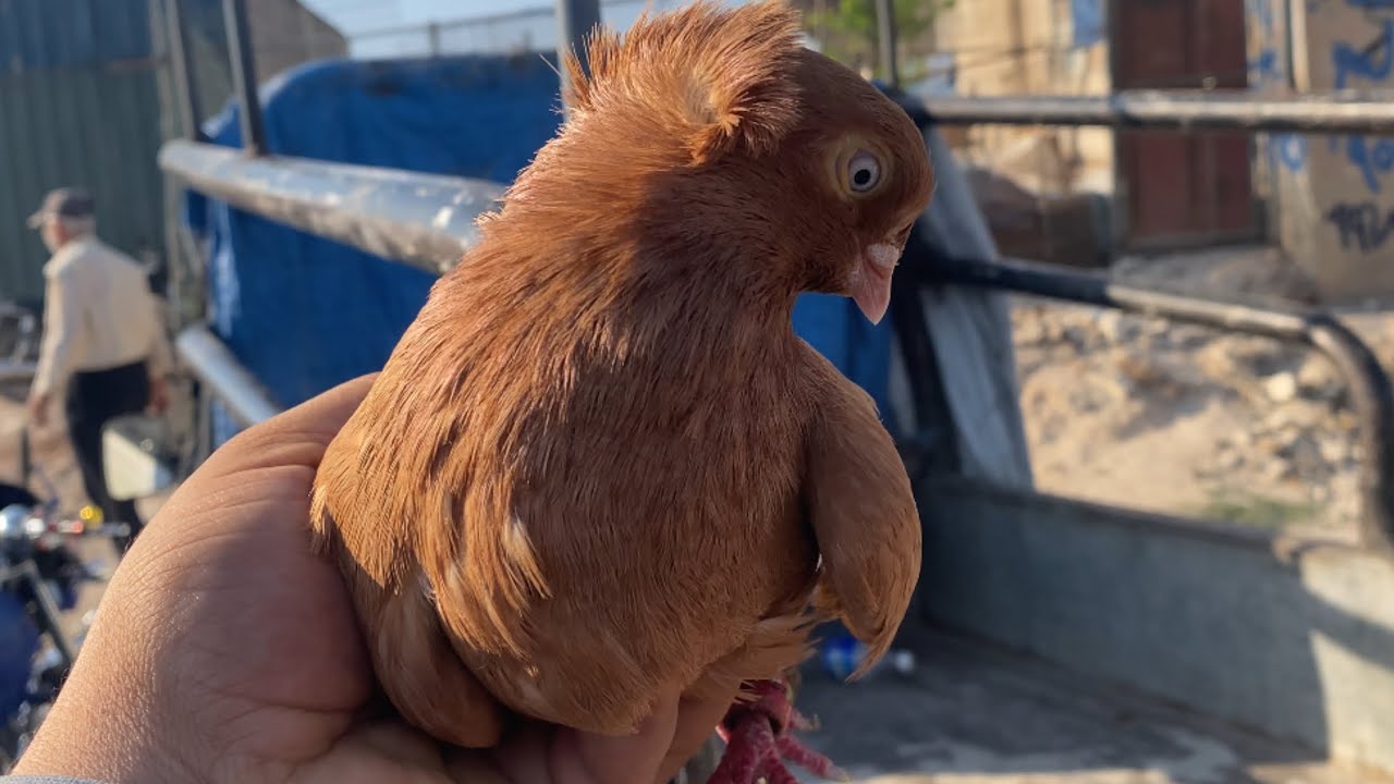 اسعار السوق اليوم في حمص سوريا 🔥