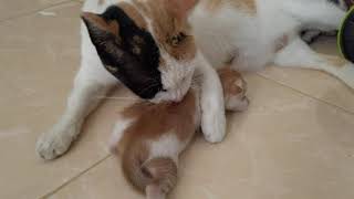 Kucing umur 12 hari | Kitten, 12 days old by Kucing Kampoeng 飼い猫 31 views 3 years ago 19 seconds