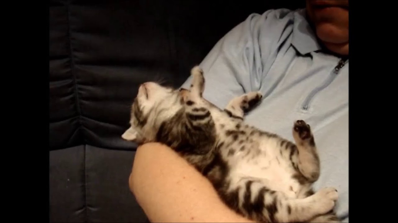 Kleine Baby Katze Träumt Und Zuckt Mit Den Beinen