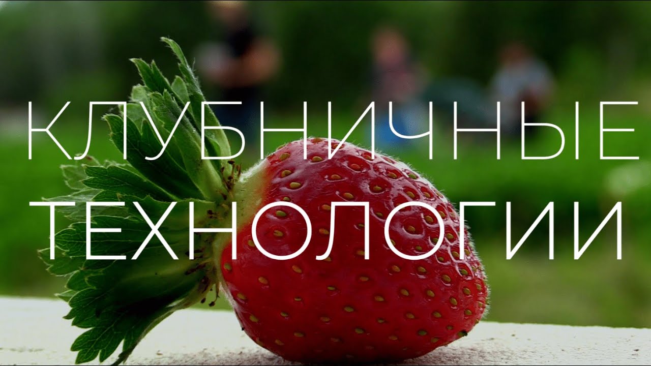 Клубника печки псков
