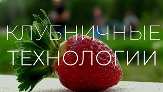 Самая поздняя клубника в Пскове / КЛУБНИКА / ПСКОВ