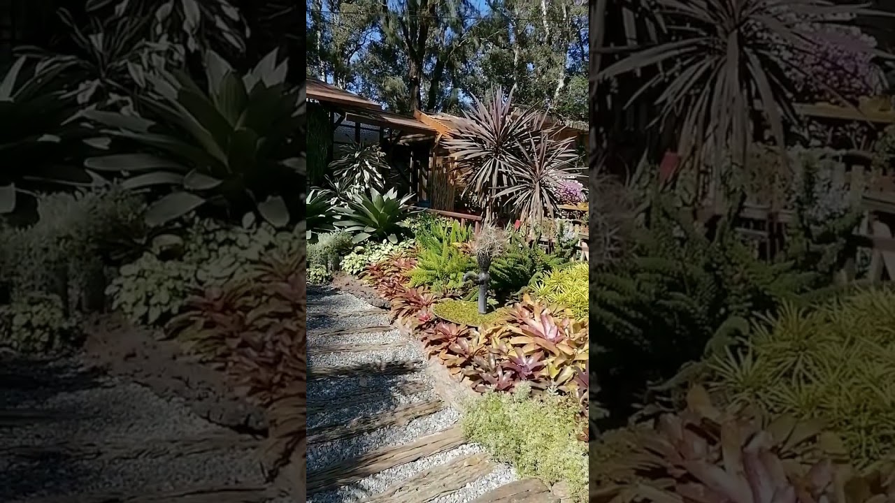 BROMELIADS 🌻🌼🌹 LANDSCAPE DESIGN IDEA 🌄 PANAGBENGA 2023 || 