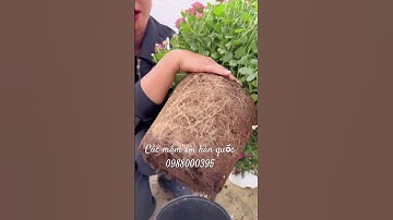 Cúc mâm xôi hàn quốc màu tím tết 2024 -0988000395