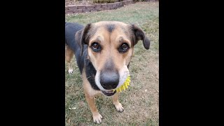 German Shepherd Beagle Mix Dog Sitting