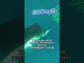 trivia Sailfish is the fastest animal in the water #aquaculture #water #dissolvedoxygen #fish