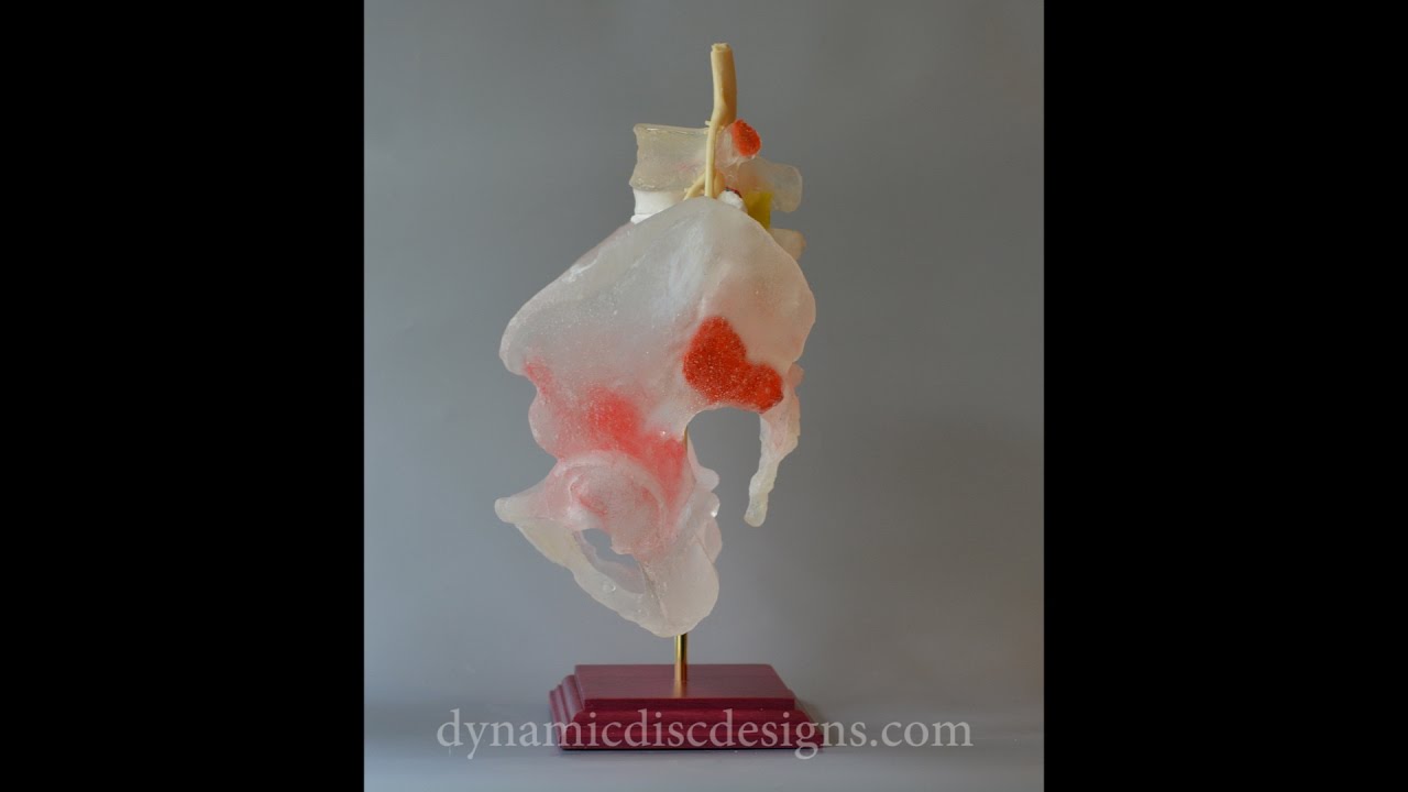 Dynamic Pelvis Model with Dr Jerome Fryer human resources jobs