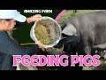 Daily Pigs Care  of Asian Woman