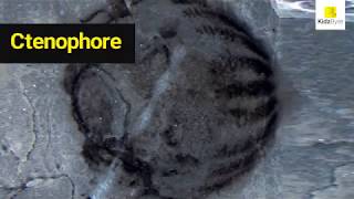 Beautiful fossils from top Cambrian sites screenshot 5