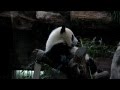 Панда в пекинском зоопарке