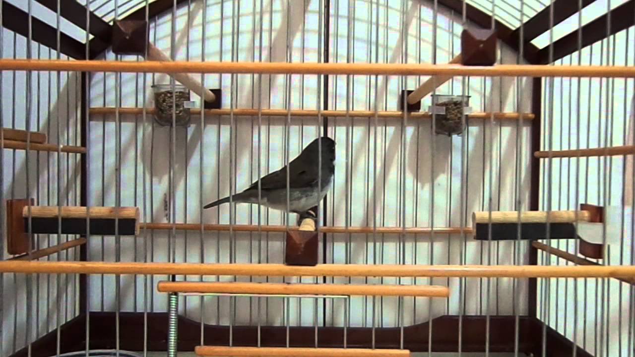 Canto De Coleiro Tui Tui Grego Coleiro Grego Peninha Youtube