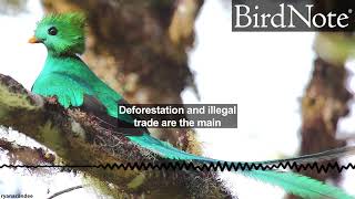 Resplendent Quetzal: Mexico's Sacred Bird